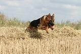 BERGER ALLEMAND 421